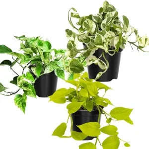 3 Assorted Pothos Live Plants - 4 Inch Pot - Houseplant & Outdoor - Image 7