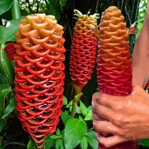 3 Awapuhi Shampoo Ginger Rhizomes Live Roots - Zingiber Zerumbet Tropical Plant - Image 1