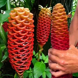 3 Awapuhi Shampoo Ginger Rhizomes Live Roots - Zingiber Zerumbet Tropical Plant - Image 2