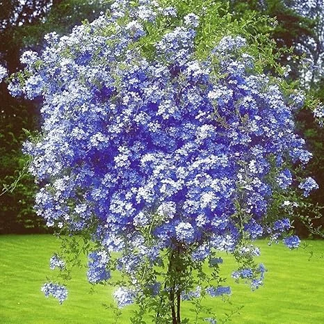 3 Blue Plumbago Live Plants, 4-7 inches Tall Tropical Flowering Shrub, Outdoor - Image 2