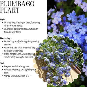 3 Blue Plumbago Live Plants, 4-7 Inches Tall, Tropical Flowering Shrub - Image 3