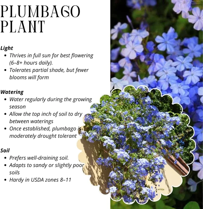 3 Blue Plumbago Live Plants, 4-7 Inches Tall, Tropical Flowering Shrub - Image 3