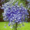 3 Blue Plumbago Live Plants, 4-7 Inches Tall, Tropical Flowering Shrub - Image 1