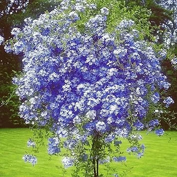 3 Blue Plumbago Live Plants, 4-7 inches Tall Tropical Flowering Shrub, Outdoor - Image 5