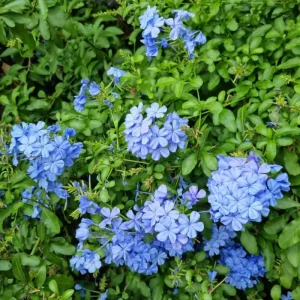 3 Blue Plumbago Live Plants, 4-7 Inches Tall, Tropical Flowering Shrub - Image 5