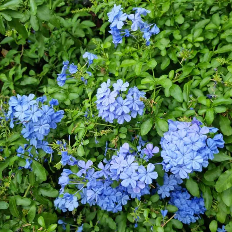 3 Blue Plumbago Live Plants, 4-7 Inches Tall, Tropical Flowering Shrub - Image 5