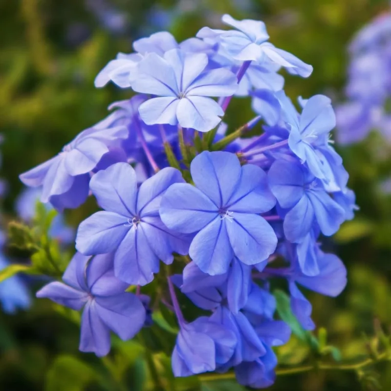 3 Blue Plumbago Live Plants, 4-7 Inches Tall, Tropical Flowering Shrub - Image 6