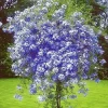 3 Blue Plumbago Live Plants, 4-7 inches Tall Tropical Flowering Shrub, Outdoor - Image 1
