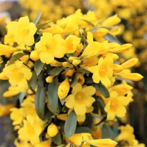3 Carolina Jasmine Plants Live, Yellow Climbing Vines, 5-7 inches - Image 6