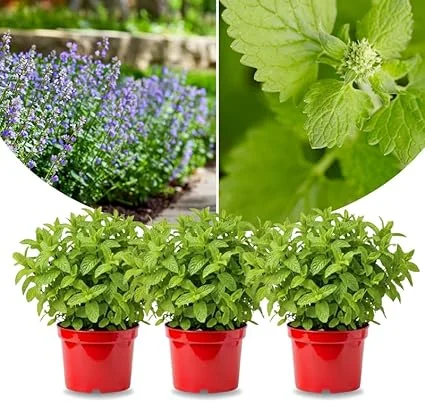 3 Catnip Mint Live Plants – Fast Growing Herb – Indoor/Outdoor – Zones 3-11 - Image 4