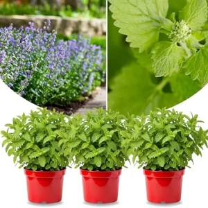 3 Catnip Mint Live Plants – Fast Growing Herb – Indoor/Outdoor – Zones 3-11 - Image 5
