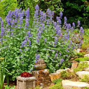 3 Catnip Mint Live Plants - Fragrant Culinary Herb, Fast Growing, 4-7 inch Starter - Image 3