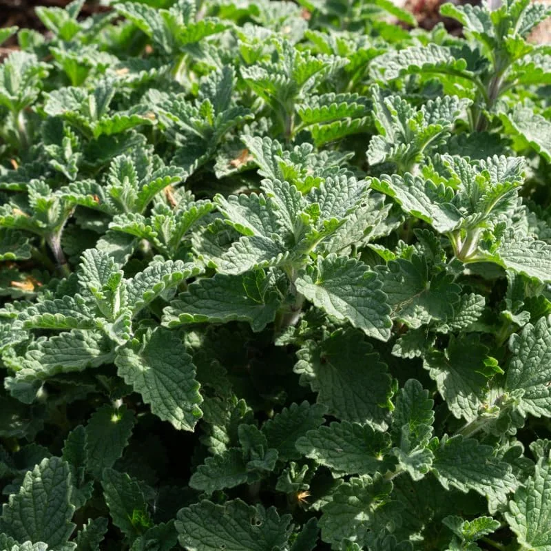 3 Catnip Mint Live Plants - Fragrant Culinary Herb, Fast Growing, 4-7 inch Starter - Image 9