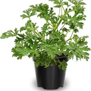 3 Citronella Live Plants, 4-6 inches, Indoor Outdoor, USDA Zones 9-11 - Image 1
