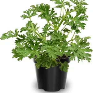 3 Citronella Live Plants, 4-6 inches, Indoor Outdoor, USDA Zones 9-11 - Image 4