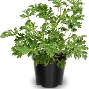 3 Citronella Live Plants, 4-6 inches, Indoor Outdoor, USDA Zones 9-11 - Image 6