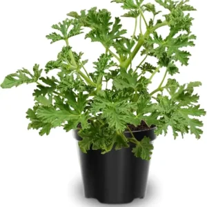 3 Citronella Live Plants, 4-6 inches, Indoor Outdoor, USDA Zones 9-11 - Image 7