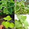 3 Cuban Oregano Live Plants, 4-6" Tall Starter Size, Mexican Mint Herb for Indoor Outdoor Planting - Image 1