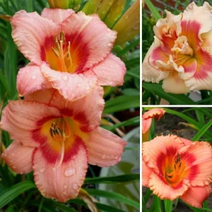 3 Daylily Bulbs – Perennial Flower Bulbs – Full Sun to Partial Shade - Image 2