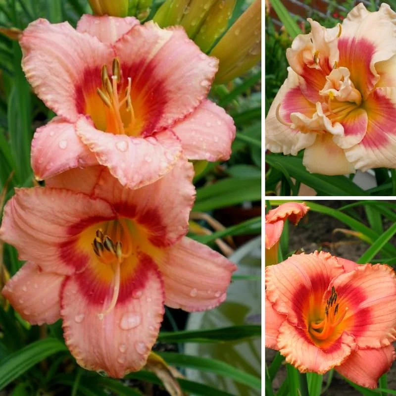 3 Daylily Bulbs – Perennial Flower Bulbs – Full Sun to Partial Shade - Image 2