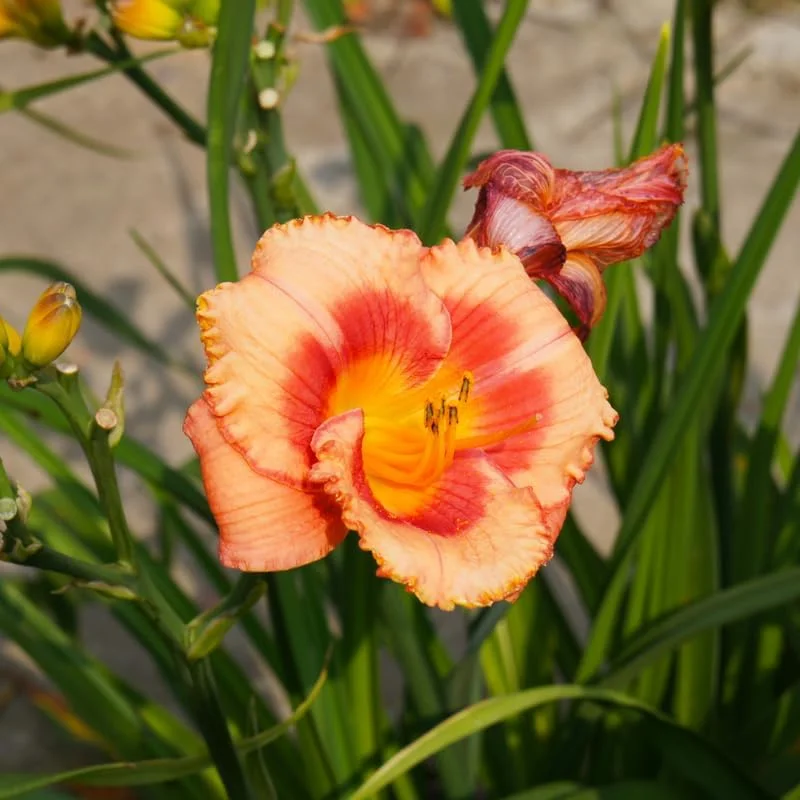 3 Daylily Bulbs – Perennial Flower Bulbs – Full Sun to Partial Shade - Image 3