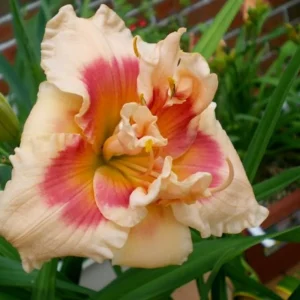 3 Daylily Bulbs – Perennial Flower Bulbs – Full Sun to Partial Shade - Image 5