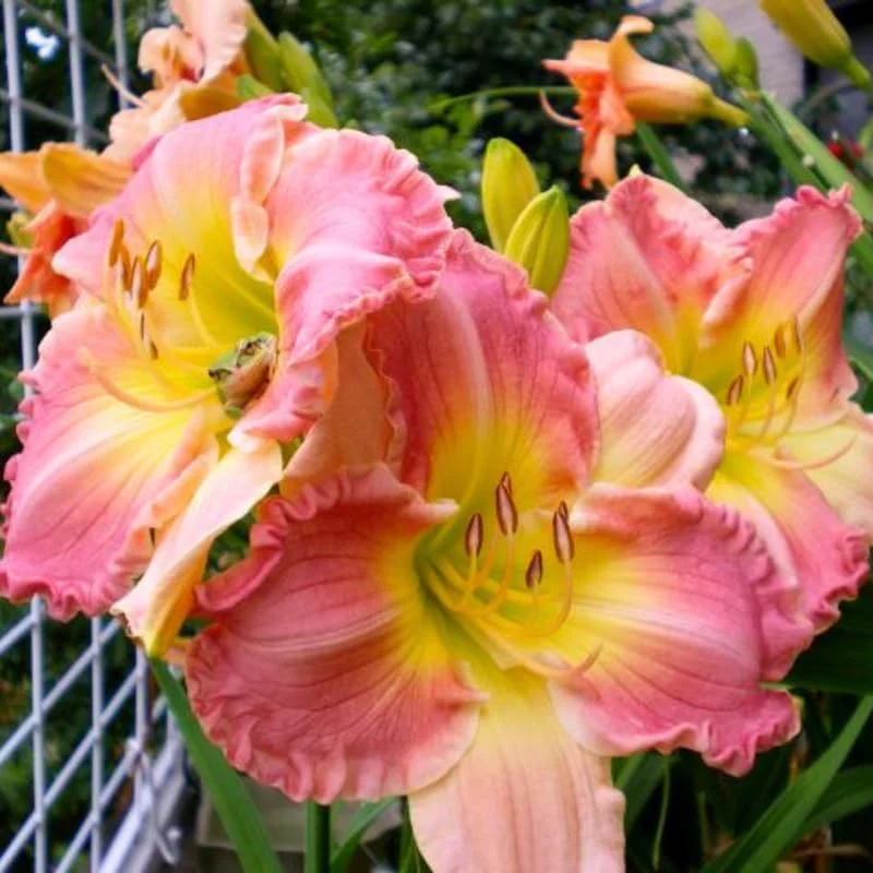 3 Daylily Bulbs – Perennial Flower Bulbs – Full Sun to Partial Shade - Image 1