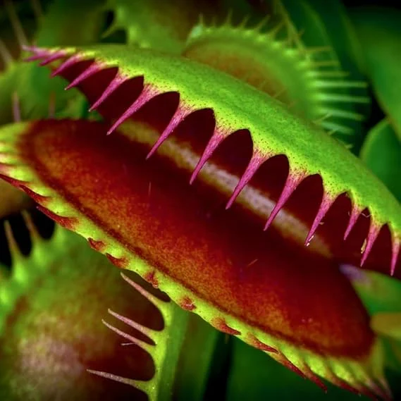 3 Green Venus Flytrap Live Plants – Starter Carnivorous Dionaea Muscipula - Image 7