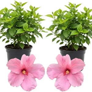 3 Hardy Hibiscus Live Plants, 4-7'' Tall, Red Yellow Flowering Shrub for Outdoor Garden - Image 2