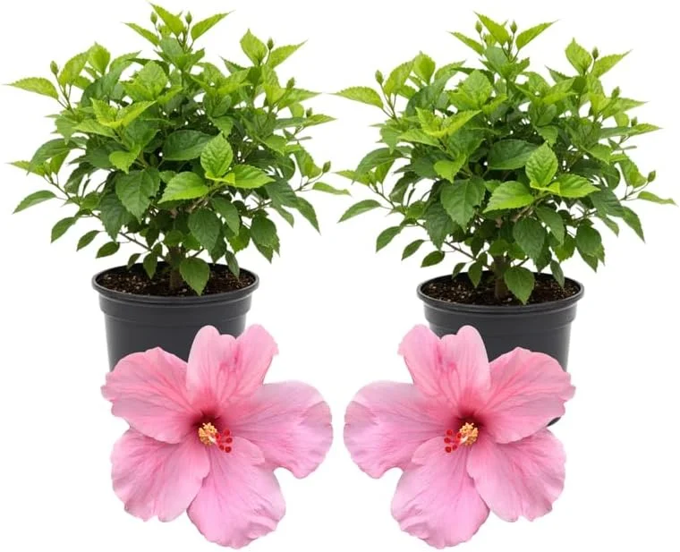 3 Hardy Hibiscus Live Plants, 4-7'' Tall, Red Yellow Flowering Shrub for Outdoor Garden - Image 2