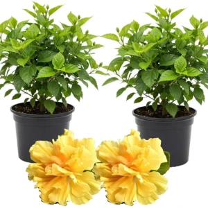 3 Hardy Hibiscus Live Plants, 4-7'' Tall, Red Yellow Flowering Shrub for Outdoor Garden - Image 5