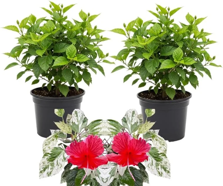 3 Hardy Hibiscus Live Plants, 4-7'' Tall, Red Yellow Flowering Shrub for Outdoor Garden - Image 6
