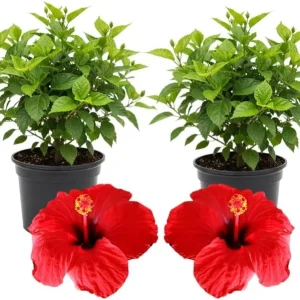 3 Hardy Hibiscus Live Plants, 4-7'' Tall, Red Yellow Flowering Shrub for Outdoor Garden - Image 1