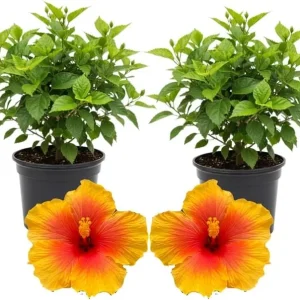 3 Hardy Hibiscus Live Plants, 4-7'' Tall, Red Yellow Flowering Shrub for Outdoor Garden - Image 7