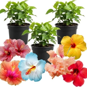 3 Hardy Hibiscus Live Plants, 4-7'' Tall, Red Yellow Flowering Shrub for Outdoor Garden - Image 8
