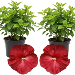 3 Hardy Hibiscus Live Plants, 4-7'' Tall, Red Yellow Flowering Shrub for Outdoor Garden - Image 9