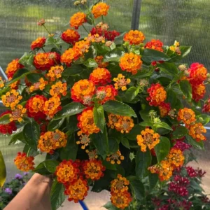3 Lantana Plants Live, Yellow Red Flowers, 4-7 Inches Tall, Perennial - Image 2