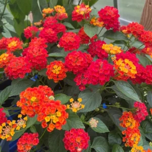 3 Lantana Plants Live, Yellow Red Flowers, 4-7 Inches Tall, Perennial - Image 4