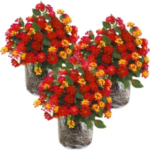 3 Lantana Plants Live, Yellow Red Flowers, 4-7 Inches Tall, Perennial - Image 1
