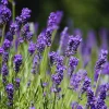 3 Lavender Live Plants – Hardy Fragrant Herb – 4-6 Inches Tall – Full Sun - Image 1