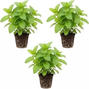 3 Lemon Balm Live Plants, 4-7'' Tall, Easy Care Herb, Zones 4-9, Outdoor - Image 3