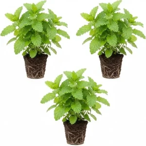 3 Lemon Balm Live Plants, 4-7'' Tall, Easy Care Herb, Zones 4-9, Outdoor - Image 5