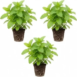 3 Lemon Balm Live Plants, 4-7'' Tall, Easy Care Herb, Zones 4-9, Outdoor - Image 6