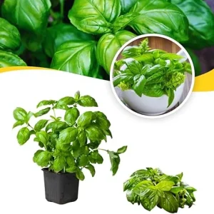 3 Live Basil Herb Plants, 4 Inch Pot, Ready for Planting Outdoors & Indoors - Image 1