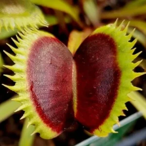 3 Live Venus Fly Trap Plants - B52 Giant Carnivorous Plant for Indoor & Outdoor Growing, Zones 8-10 - Image 2
