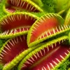3 Live Venus Fly Trap Plants - B52 Giant Carnivorous Plant for Indoor & Outdoor Growing, Zones 8-10 - Image 1