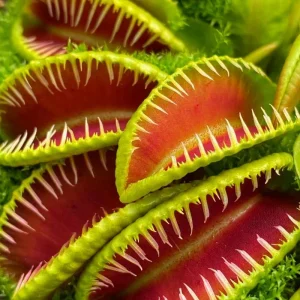 3 Live Venus Fly Trap Plants - B52 Giant Carnivorous Plant for Indoor & Outdoor Growing, Zones 8-10 - Image 1
