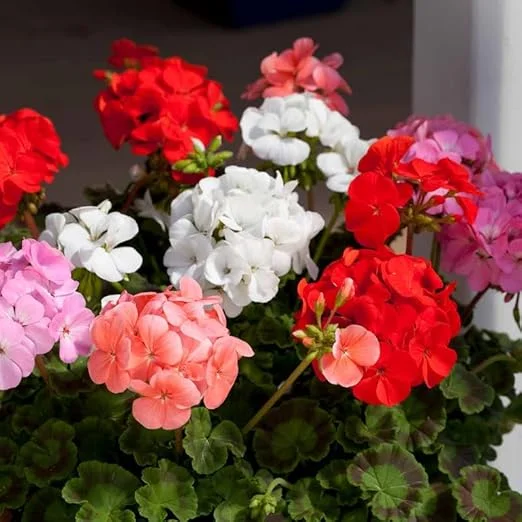 3 Mix Geranium Live Plants – Assorted Colorful Perennial Flowers for Outdoor Garden, 4-7 inch tall - Image 3