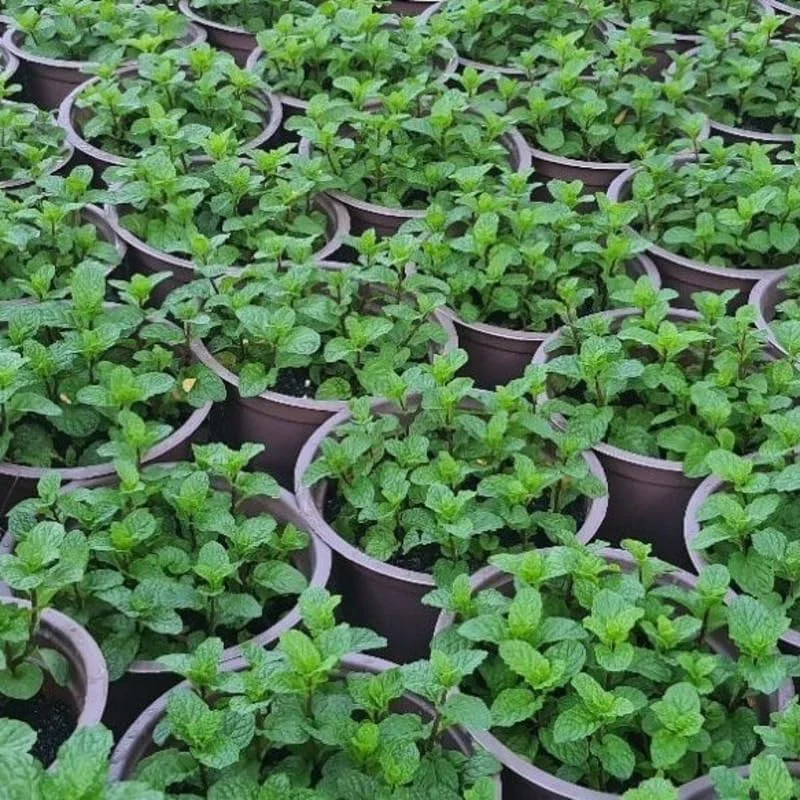 3 Mixed Mint Live Plants - Fast Growing Culinary Herb, Indoor/Outdoor, Zones 3-11 - Image 5