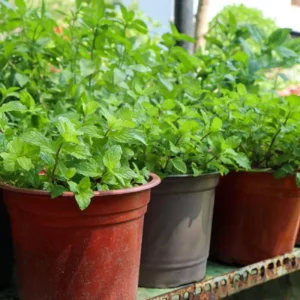3 Mixed Mint Live Plants - Fast Growing Culinary Herb, Indoor/Outdoor, Zones 3-11 - Image 6